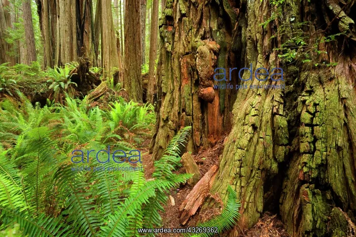 : 80187942 Redwood forest - coastal rainforest with : 80187942 Redwood forest - coastal rainforest with