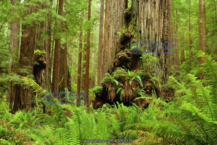 : 80187943 Redwood forest - coastal rainforest with : 80187943 Redwood forest - coastal rainforest with