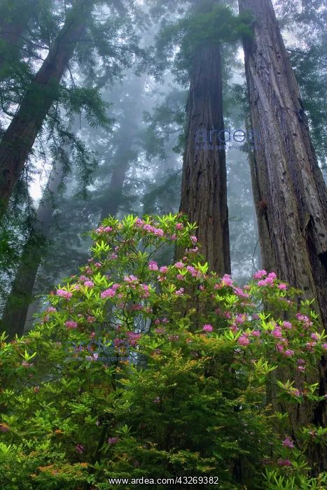 : 80187944 Redwood forest - foggy redwood forest with : 80187944 Redwood forest - foggy redwood forest with