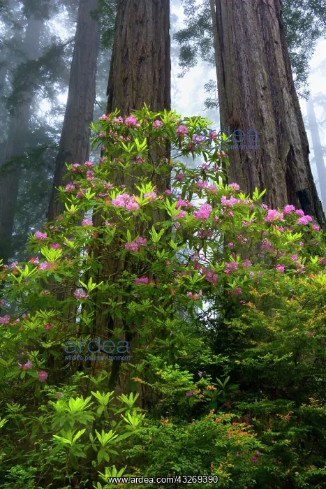 : 80187945 Redwood forest - foggy redwood forest with : 80187945 Redwood forest - foggy redwood forest with