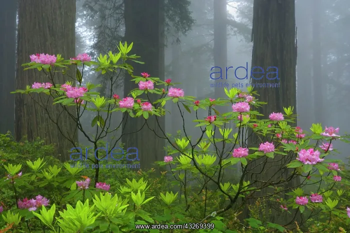 : 80187946 Redwood forest - foggy redwood forest with : 80187946 Redwood forest - foggy redwood forest with