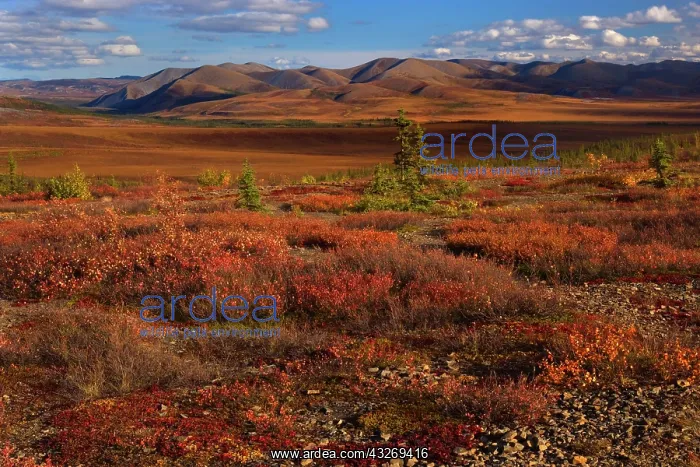 : 80187948 Richardson Mountains - colourful autumn : 80187948 Richardson Mountains - colourful autumn