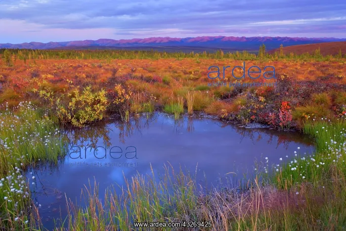 : 80187949 Richardson Mountains - colourful autumn : 80187949 Richardson Mountains - colourful autumn