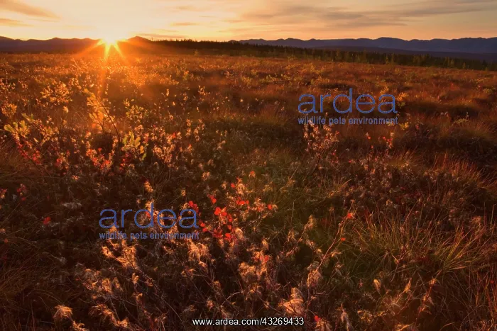 : 80187950 Richardson Mountains - colourful autumn : 80187950 Richardson Mountains - colourful autumn