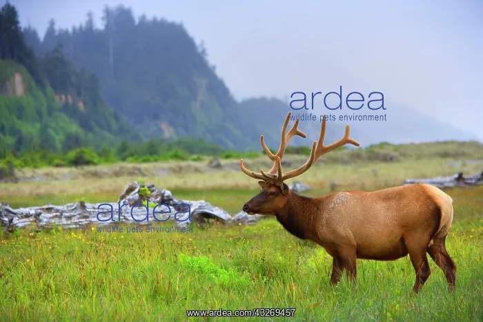 : 80187953 Roosevelt Elk / Wapiti - grazes on a meadow : 80187953 Roosevelt Elk / Wapiti - grazes on a meadow