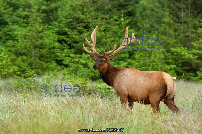 : 80187954 Roosevelt Elk / Wapiti - grazes on a meadow : 80187954 Roosevelt Elk / Wapiti - grazes on a meadow