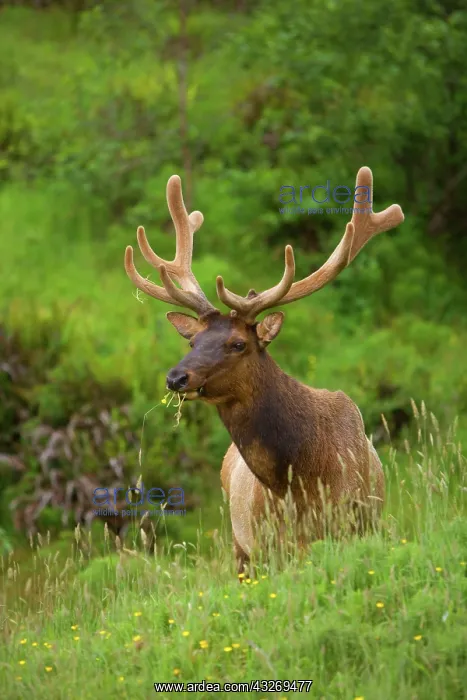 : 80187955 Roosevelt Elk / Wapiti - grazes on a meadow : 80187955 Roosevelt Elk / Wapiti - grazes on a meadow