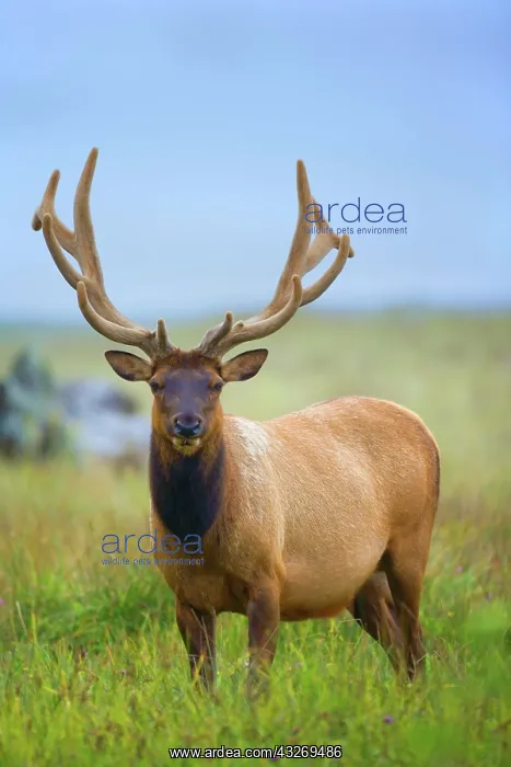 : 80187956 Roosevelt Elk / Wapiti - grazes on a meadow : 80187956 Roosevelt Elk / Wapiti - grazes on a meadow