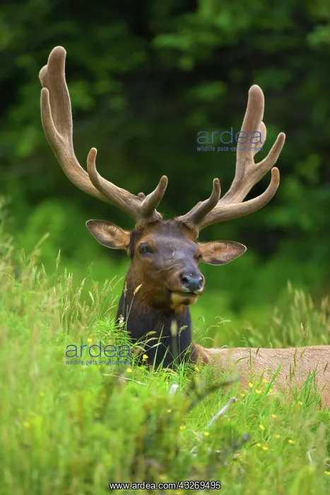 : 80187957 Roosevelt Elk / Wapiti - grazes on a meadow : 80187957 Roosevelt Elk / Wapiti - grazes on a meadow