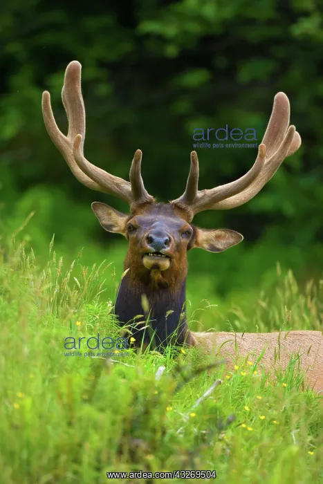 : 80187958 Roosevelt Elk / Wapiti - grazes on a meadow : 80187958 Roosevelt Elk / Wapiti - grazes on a meadow