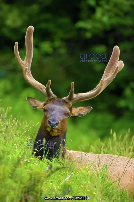 : 80187959 Roosevelt Elk / Wapiti - grazes on a meadow : 80187959 Roosevelt Elk / Wapiti - grazes on a meadow