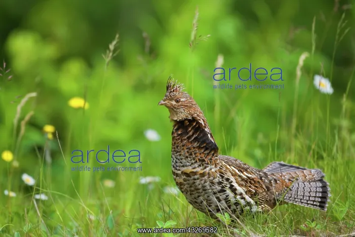  : 80187967 Ruffed Grouse - adult male grouse on a