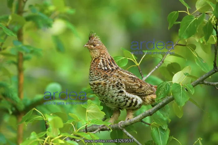 : 80187968 Ruffed Grouse - adult grouse sitting on : 80187968 Ruffed Grouse - adult grouse sitting on