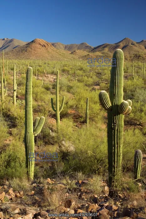 : 80187970 Saguaro Forest - sonoran desert plant community : 80187970 Saguaro Forest - sonoran desert plant community