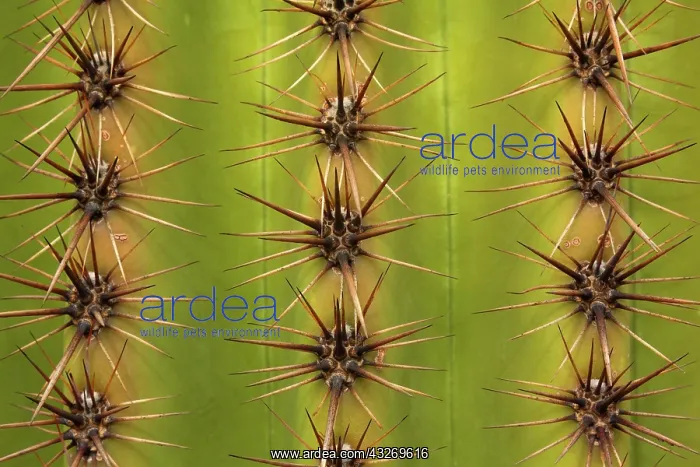 : 80187971 Saguaro detail - detail of saguaro cactus : 80187971 Saguaro detail - detail of saguaro cactus