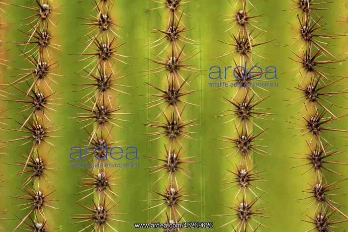 : 80187972 Saguaro detail - detail of saguaro cactus : 80187972 Saguaro detail - detail of saguaro cactus