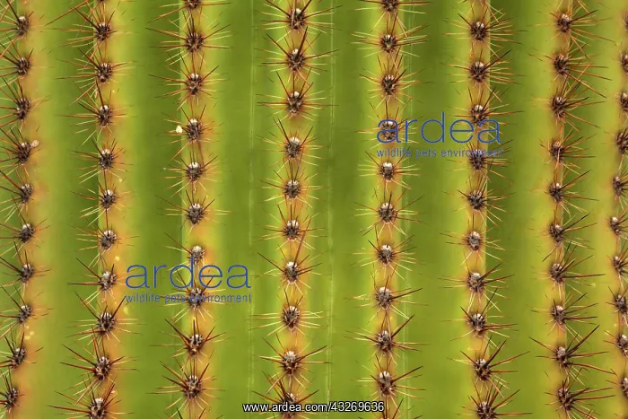 : 80187973 Saguaro detail - detail of saguaro cactus : 80187973 Saguaro detail - detail of saguaro cactus