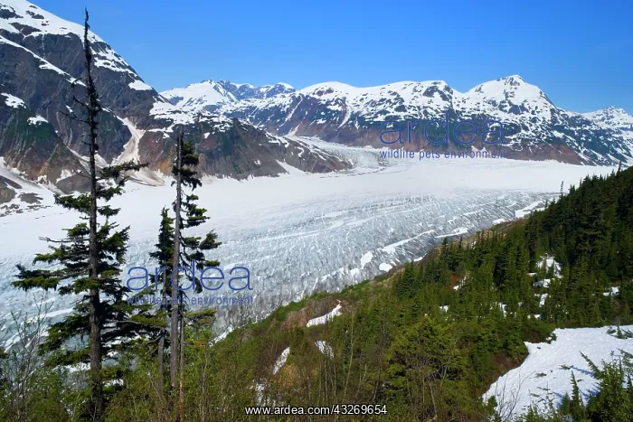 : 80187975 Salmon Glacier - British Columbia's biggest : 80187975 Salmon Glacier - British Columbia's biggest