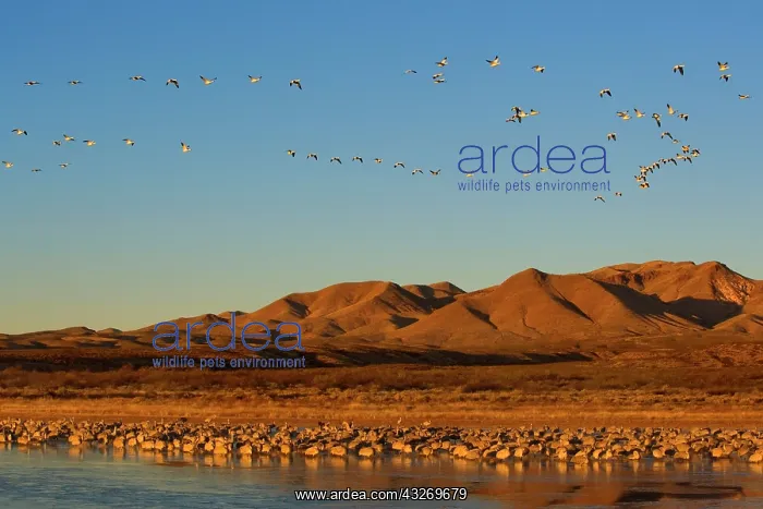 : 80187978 Sandhill Crane and Snow / Blue Goose (Chen : 80187978 Sandhill Crane and Snow / Blue Goose (Chen
