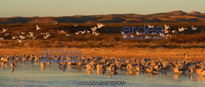 : 80187979 Sandhill Crane and Snow / Blue Goose (Chen : 80187979 Sandhill Crane and Snow / Blue Goose (Chen