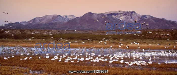 : 80187980 Sandhill Crane and Snow / Blue Goose (Chen : 80187980 Sandhill Crane and Snow / Blue Goose (Chen