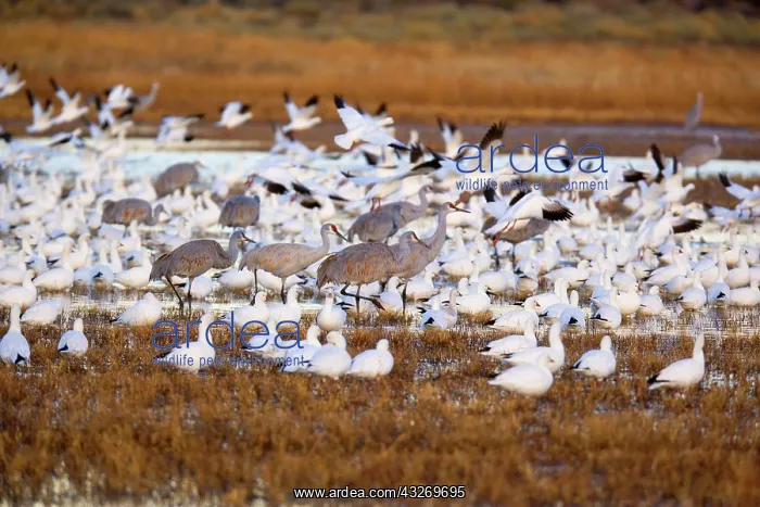 : 80187981 Sandhill Crane and Snow / Blue Goose (Chen : 80187981 Sandhill Crane and Snow / Blue Goose (Chen