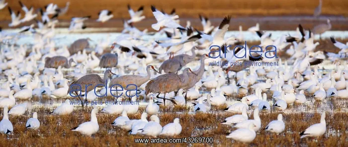 : 80187982 Sandhill Crane and Snow / Blue Goose (Chen : 80187982 Sandhill Crane and Snow / Blue Goose (Chen