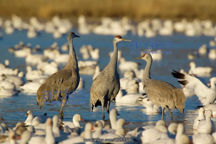 : 80187983 Sandhill Crane and Snow / Blue Goose (Chen : 80187983 Sandhill Crane and Snow / Blue Goose (Chen