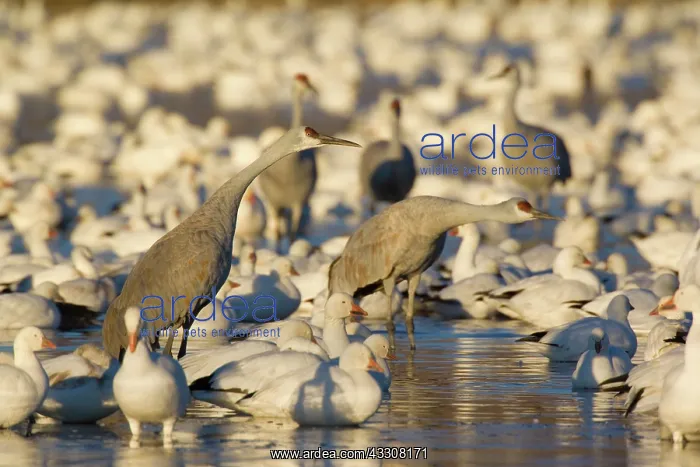 : 80187984 Sandhill Crane and Snow / Blue Goose (Chen : 80187984 Sandhill Crane and Snow / Blue Goose (Chen
