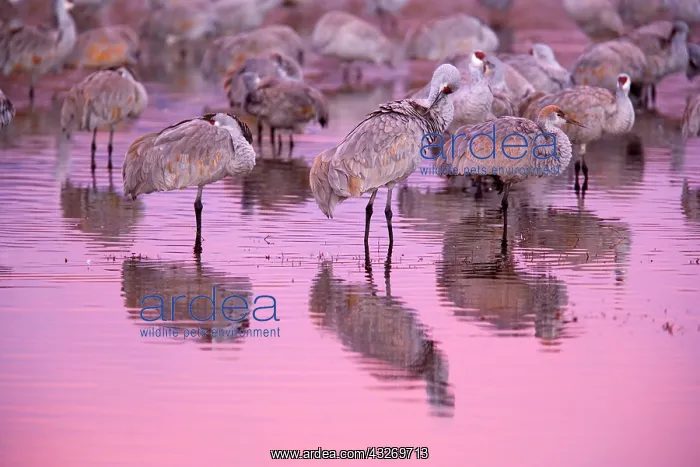 : 80187995 Sandhill Crane - a group of wintering sandhill : 80187995 Sandhill Crane - a group of wintering sandhill