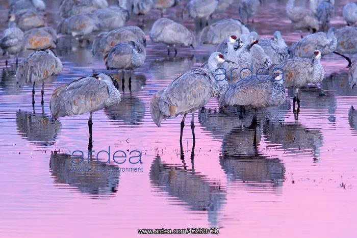 : 80187996 Sandhill Crane - a group of wintering sandhill : 80187996 Sandhill Crane - a group of wintering sandhill