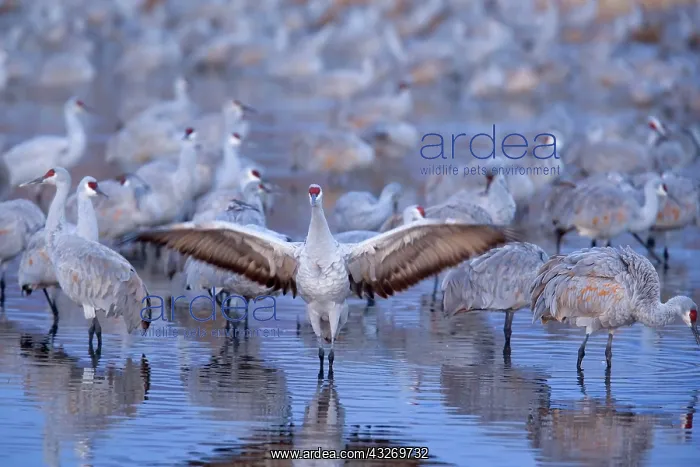 : 80187997 Sandhill Crane - a group of wintering sandhill : 80187997 Sandhill Crane - a group of wintering sandhill