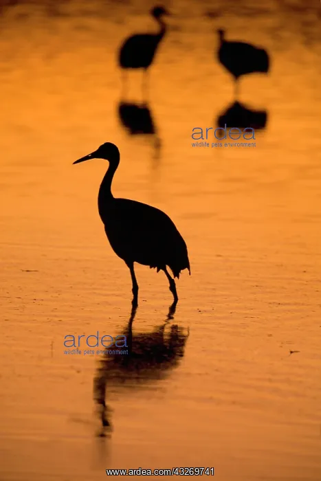 : 80187998 Sandhill Crane - wintering crane in marshes : 80187998 Sandhill Crane - wintering crane in marshes