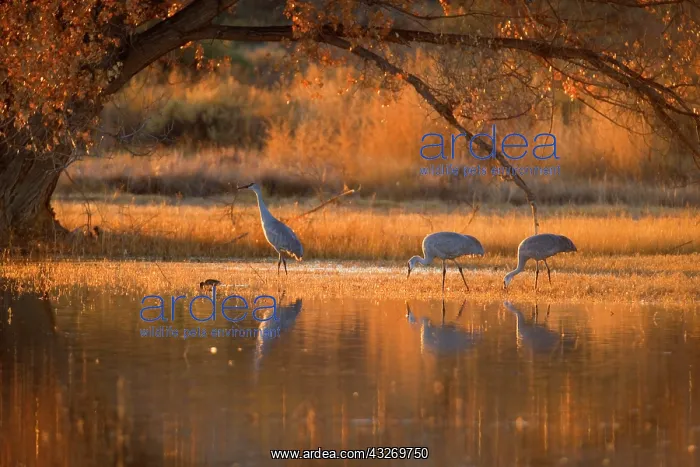 : 80187999 Sandhill Crane - wintering sandhill cranes : 80187999 Sandhill Crane - wintering sandhill cranes