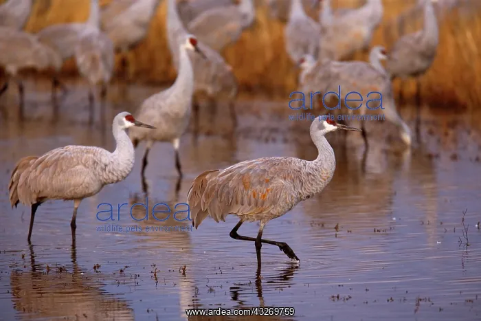: 80188000 Sandhill Crane - wintering sandhill cranes : 80188000 Sandhill Crane - wintering sandhill cranes