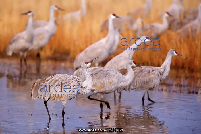 : 80188001 Sandhill Crane - wintering sandhill cranes : 80188001 Sandhill Crane - wintering sandhill cranes