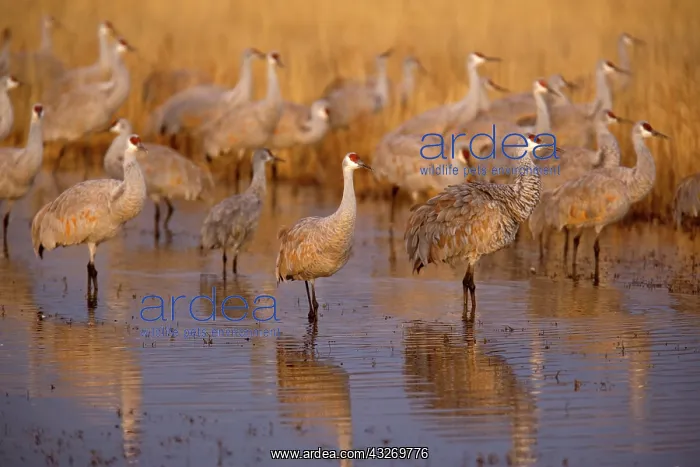 : 80188002 Sandhill Crane - wintering sandhill cranes : 80188002 Sandhill Crane - wintering sandhill cranes