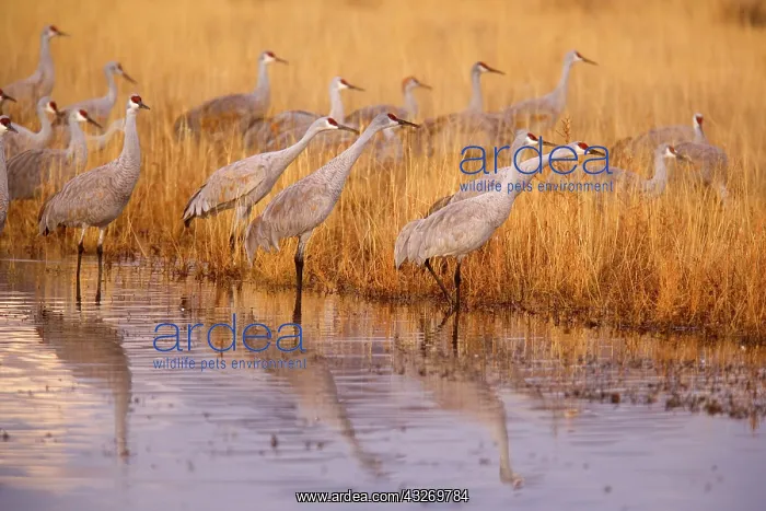 : 80188003 Sandhill Crane - wintering sandhill cranes : 80188003 Sandhill Crane - wintering sandhill cranes