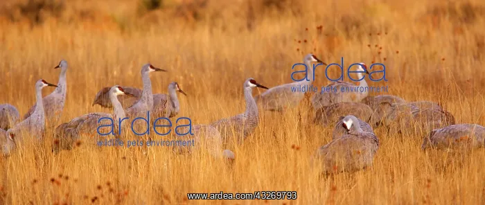 : 80188004 Sandhill Crane - wintering sandhill cranes : 80188004 Sandhill Crane - wintering sandhill cranes