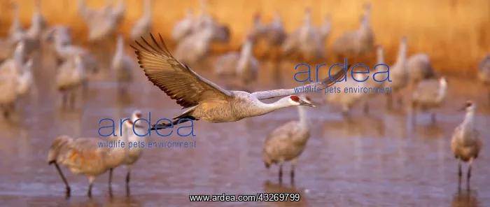 : 80188005 Sandhill Crane - wintering sandhill cranes : 80188005 Sandhill Crane - wintering sandhill cranes