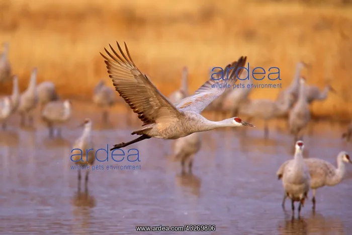 : 80188006 Sandhill Crane - wintering sandhill cranes : 80188006 Sandhill Crane - wintering sandhill cranes