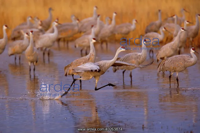 : 80188007 Sandhill Crane - wintering sandhill cranes : 80188007 Sandhill Crane - wintering sandhill cranes