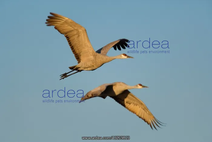 : 80188008 Sandhill Crane - wintering crane in flight : 80188008 Sandhill Crane - wintering crane in flight