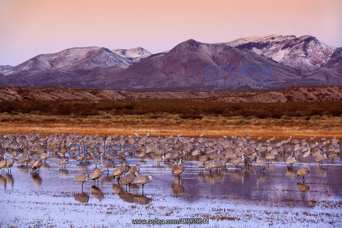 : 80188010 Sandhill Crane - a large group of wintering : 80188010 Sandhill Crane - a large group of wintering