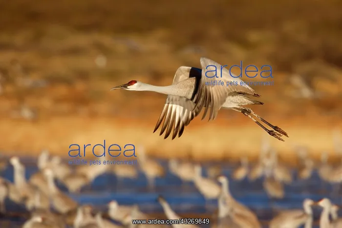 : 80188011 Sandhill Crane - wintering crane in flight : 80188011 Sandhill Crane - wintering crane in flight