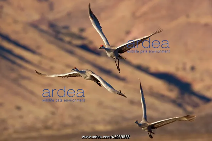 : 80188012 Sandhill Crane - wintering crane in flight : 80188012 Sandhill Crane - wintering crane in flight