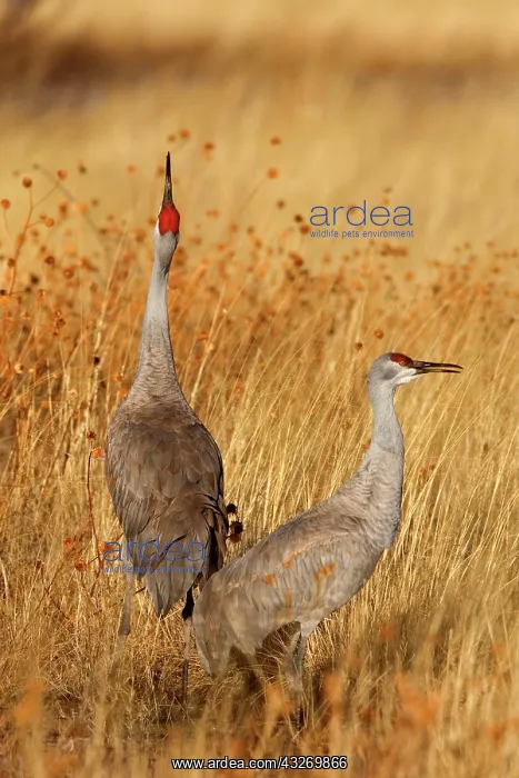 : 80188013 Sandhill Crane - wintering sandhill cranes : 80188013 Sandhill Crane - wintering sandhill cranes