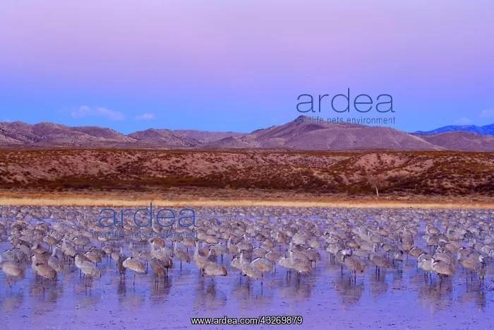 : 80188015 Sandhill Crane - a large group of wintering : 80188015 Sandhill Crane - a large group of wintering