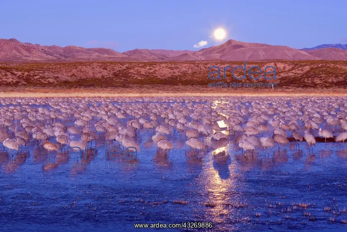 : 80188016 Sandhill Crane - a large group of wintering : 80188016 Sandhill Crane - a large group of wintering