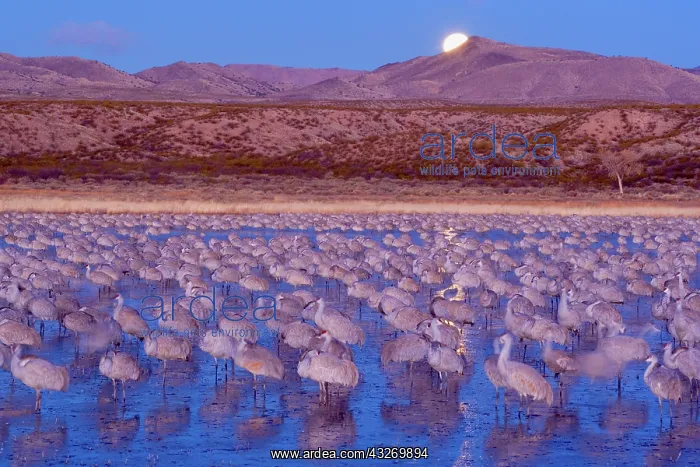 : 80188017 Sandhill Crane - a large group of wintering : 80188017 Sandhill Crane - a large group of wintering